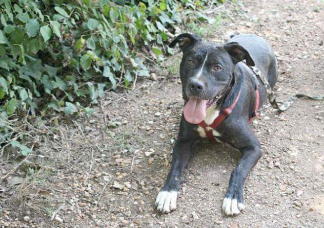 Dyami dolcissimo incrocio pitbull - Foto 5