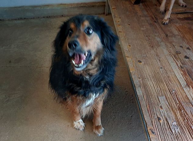 CANE IN ADOZIONE: ARDIAN, simil bernese - Foto 9