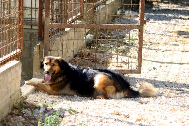 Scegli un compagno fedele per la vita,scegli di salvare un cane dalla gabbia.. - Foto 3