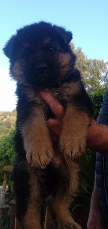 Splendidi cuccioli di pastore tedesco - Foto 5