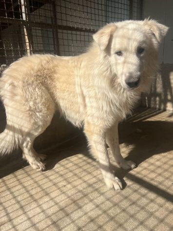 OWELL , CANE IN ADOZIONE - Foto 10