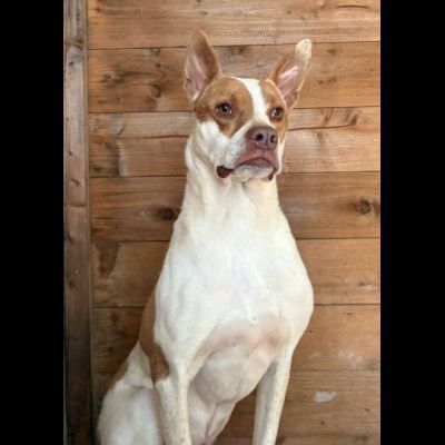 ELIO UN'OCCASIONE PER VIVERE, CANE IN ADOZIONE - Foto 6