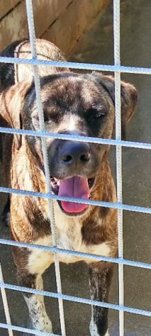 CANE IN ADOZIONE: ZENO - Foto 8