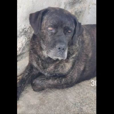 PONGO E PEGGY MERAVIGLIOSI, MERITANO UNA CASA; CANI IN ADOZIONE - Foto 2