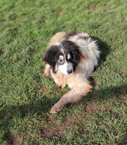 CANE IN ADOZIONE: PEGGY, dolce e determinata. - Foto 2