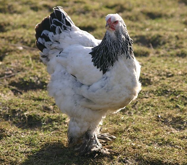 Pulcini uova galline e galli - Foto 2