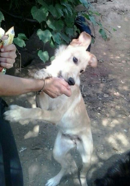 PIPPO E MELA, cucciolotti mix labrador e golden - Foto 2