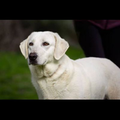 GINEVRA BELLEZZA STREPITOSA CAGNOLINA IN ADOZIONE - Foto 2