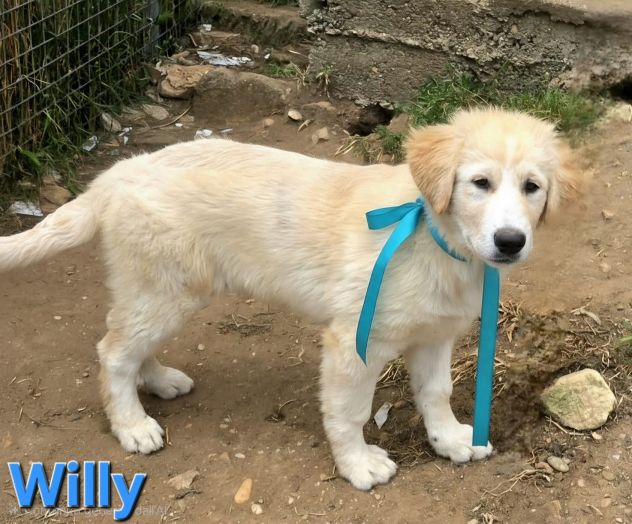 WILLY - Foto 2
