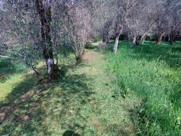 TERRENO AGRICOLO di 10000 mq (CAMAIORE - pieve di camaiore) rif. 1001 - Foto 15