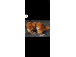 Cocincina grande uova e pulcini
