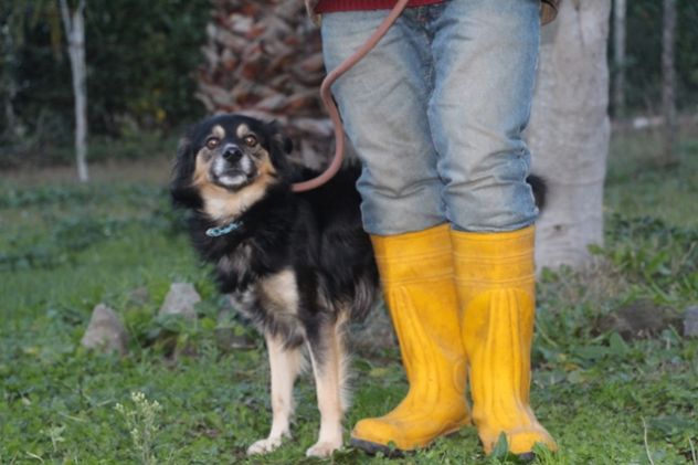 TOMMY, cagnolino perfetto - Foto 2