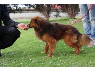 MUSETTO, tenero cagnolino