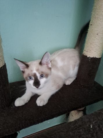 ELEOISE e PENELOPE, adorabili gattine in adozione! - Foto 4