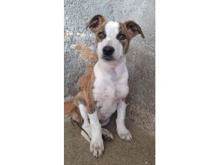 CUCCIOLI 3 MESI TAGLIA MEDIA IN CANILE