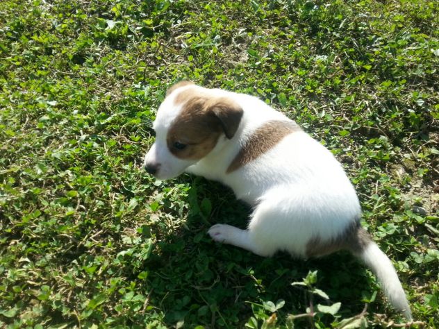Cuccioli Jack Russell Terrier vivacissimi - Foto 2