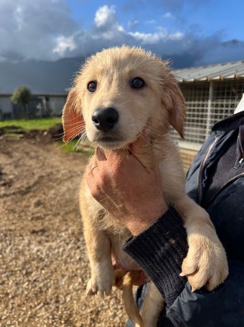 Dolce cucciolo cerca casa - Foto 4