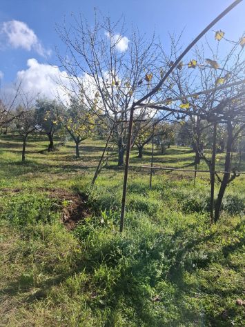 TERRENO AGRICOLO IN VENDITA Palombara Sabina (RM) - - Foto 2
