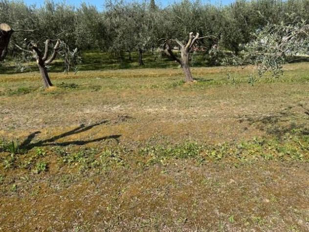 Terreno agricolo in Vendita in zona COLIGNOLA con giardino - Foto 2