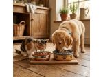 🐾 Consulente per il benessere degli animali (cani, gatti, cavalli)