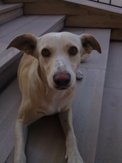 QUEEN E STELLINA, giovani cagnoline dolcissime - Foto 3