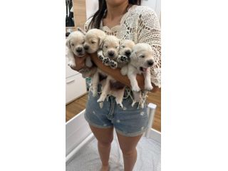 Cuccioli di Golden Retriever Disponibili