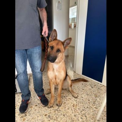 LUNA splendida PT, cane in adozione - Foto 3