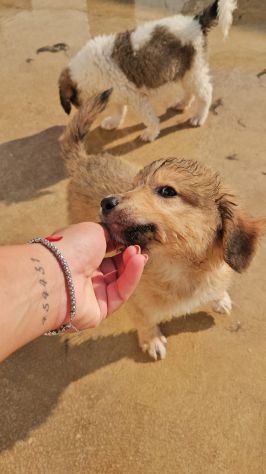 Uli: 3 mesi taglia contenuta - Foto 4