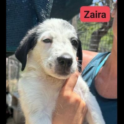 CUCCIOLI IN ADOZIONE ZACK, ZAGOR, ZAIRA. - Foto 6
