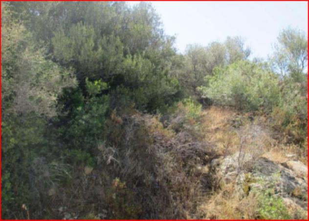 Immobile in asta di 20085 m² in vendita a Viddalba - Foto 6