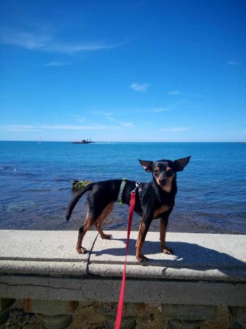 STARLET, MINI PINSCHER dolcissima - Foto 7