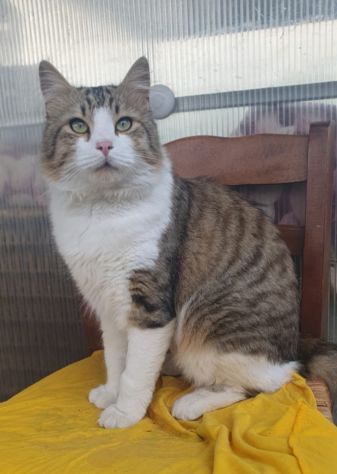 regalo gatto simil norvegese