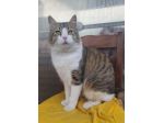 regalo gatto simil norvegese