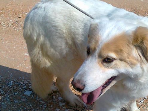 STELLA, cagnolina fantastica - Foto 2