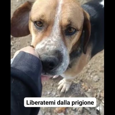 BENNY LA DOLCEZZA, CAGNOLINO BEAGLE ADOZIONE - Foto 2