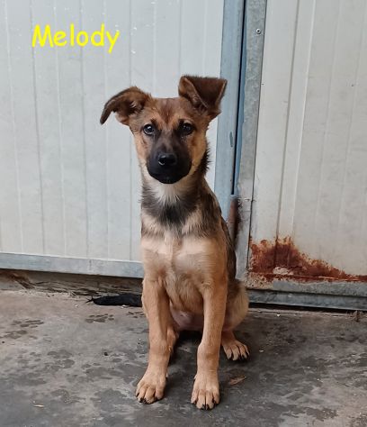 Melody e Bea, dolci cucciole in adozione