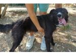 Tyson 9 mesi mix border collie