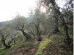 Terreno agricolo in vendita a Buti 5000 mq  Rif: 1078734