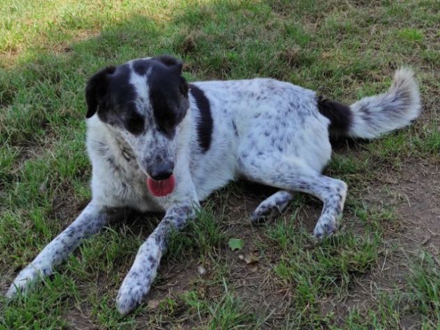 CANE IN ADOZIONE: ESCAPE, taglia media. - Foto 8