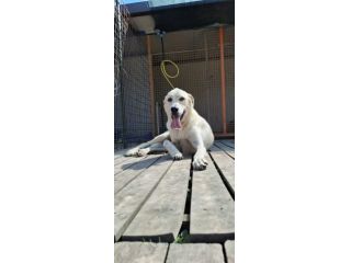 CREMINO - simil labrador di 1 anno e mezzo