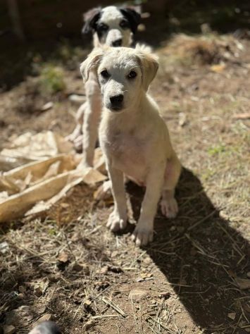 SALLY DELIZIOSA CUCCIOLA IN ADOZIONE - Foto 7