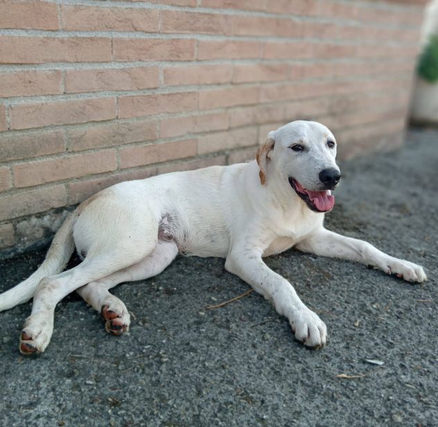 Roby cucciolo - Foto 2