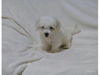 Cuccioli di Maltese