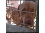 SANSONE MIX DOGUE DE BORDEAUX CANE IN ADOZIONE