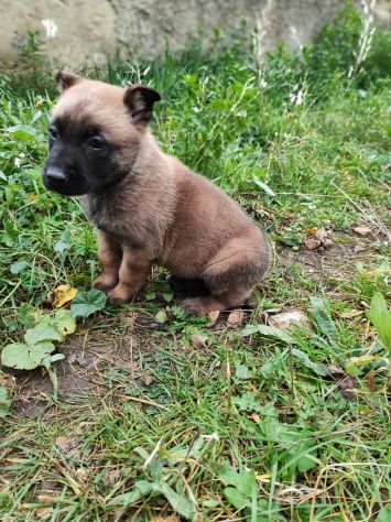 Pastore Belga Malinois cuccioli a Bari in Puglia - Foto 3