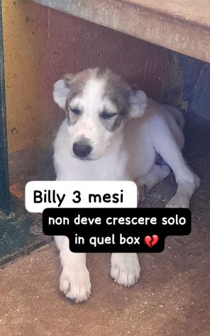 BILLY 3 MESI taglia media - Foto 2