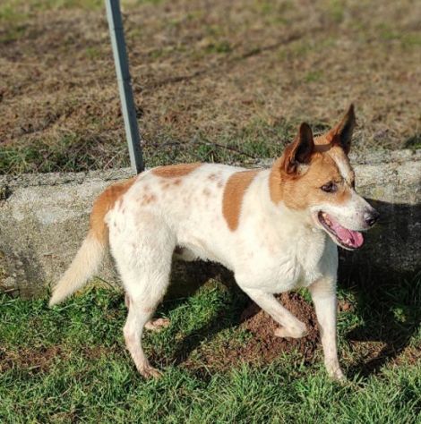 CATELLO: cagnolino in adozione - Foto 8
