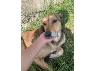 UGOLINO DOCILE, GLI PIACE FARSI COCCOLARE CAGNOLINO IN ADOZIONE