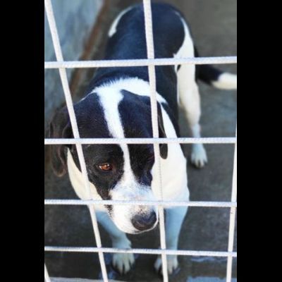 MARILU' CAGNOLINA IN ADOZIONE - Foto 5