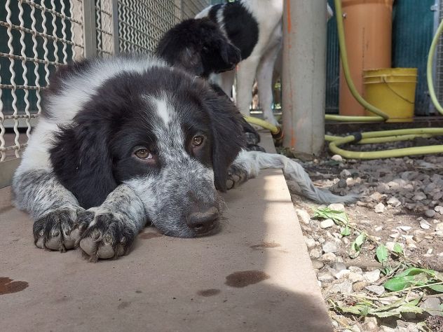 CUCCIOLI IN ADOZIONE - Foto 5